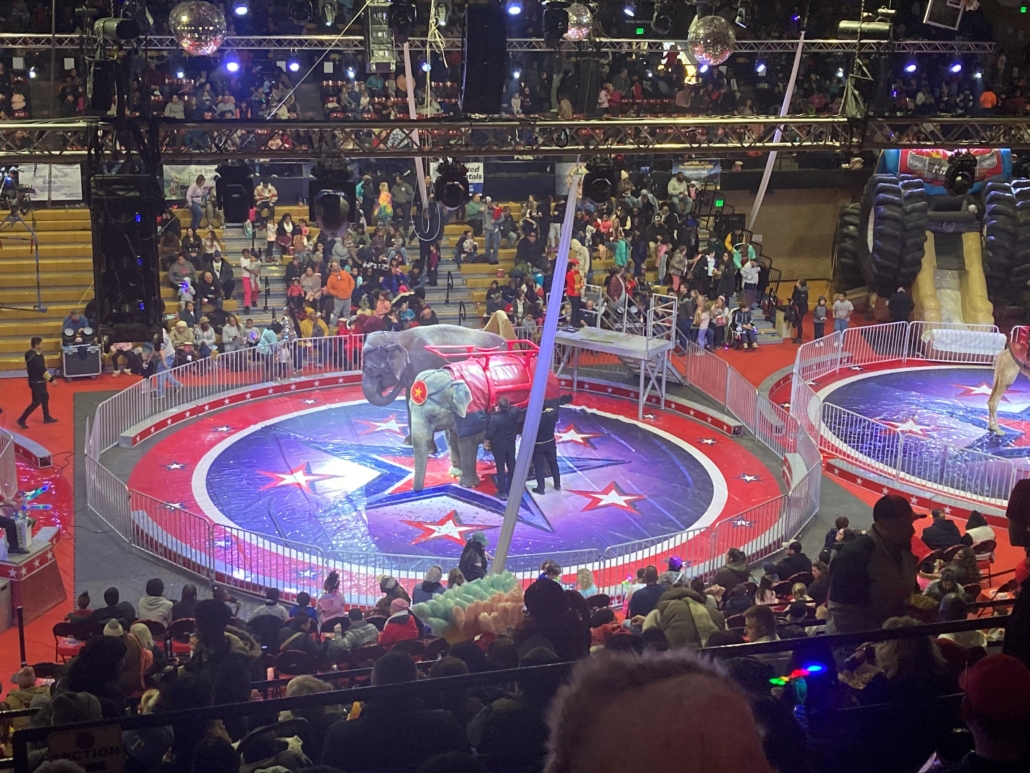 An aerial view of a circus arena with an elephant and a crowd of people

Description automatically generated